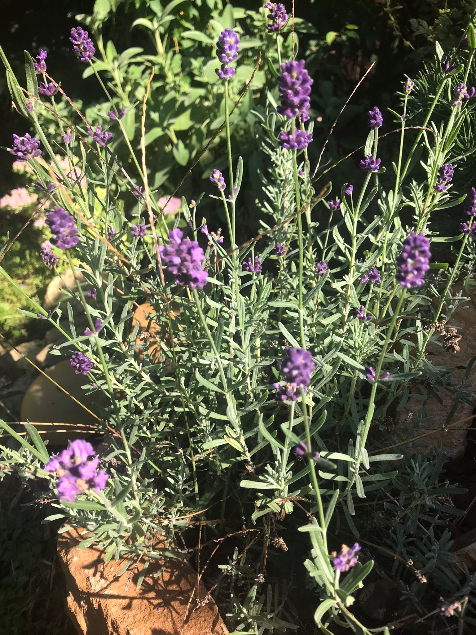 Lavendel in Petras Naturreich, -petras.naturreich.de, Schüttellotion Lavendel