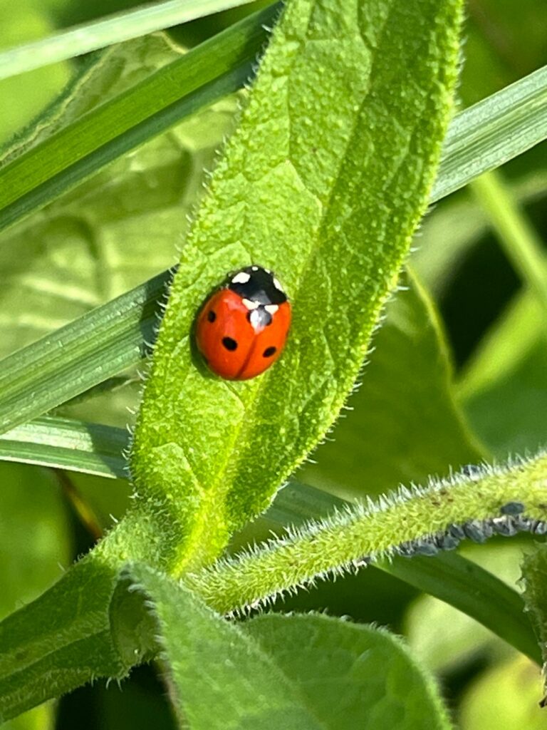 Marienkäfer in Petras Naturreich