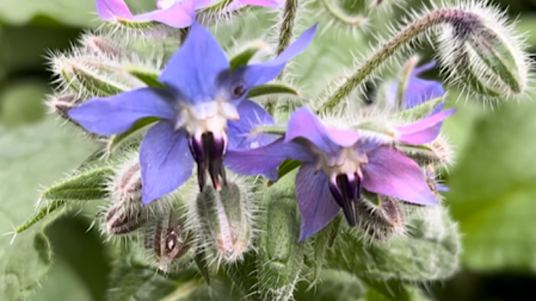 Borretsch Blüte in Petras Naturreich