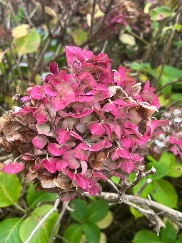 Hortensie in Petras Naturreich